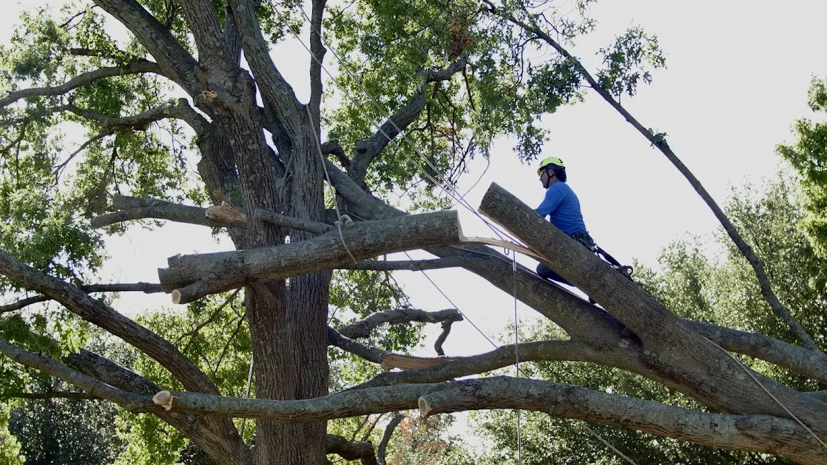 Professional Hazardous Tree Removal performed by certified arborists in Pierson