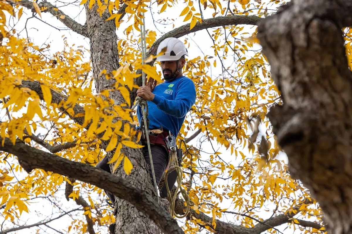 Skilled Tree Trimming crew working in Pierson